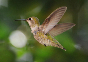 Hummingbird