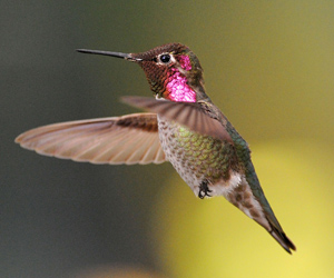 Hummingbird