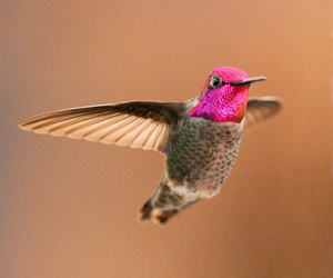 Hummingbird