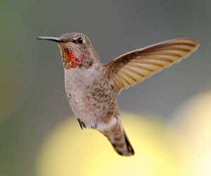 Hummingbird